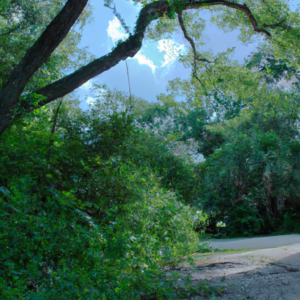 forest picture of parrish florida